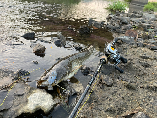 ナマズの釣果