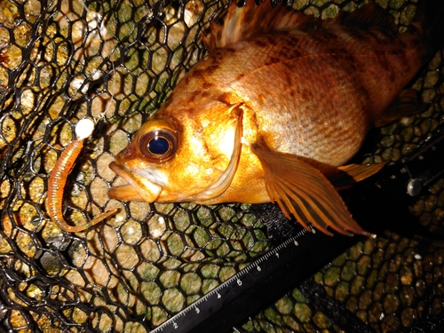 メバルの釣果