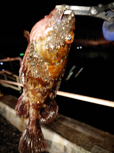 カサゴの釣果