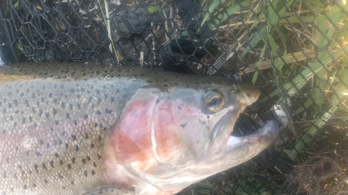 ニジマスの釣果