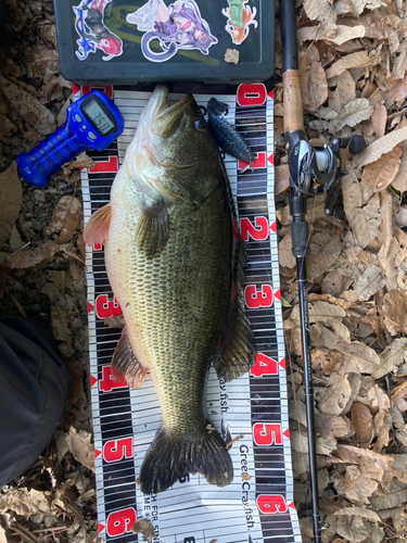 ブラックバスの釣果