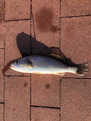 イシモチの釣果