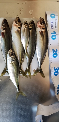 アジの釣果