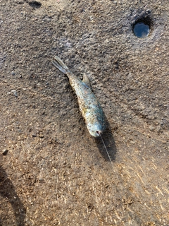 フグの釣果