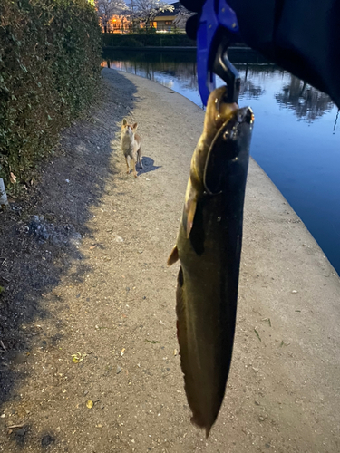 ナマズの釣果