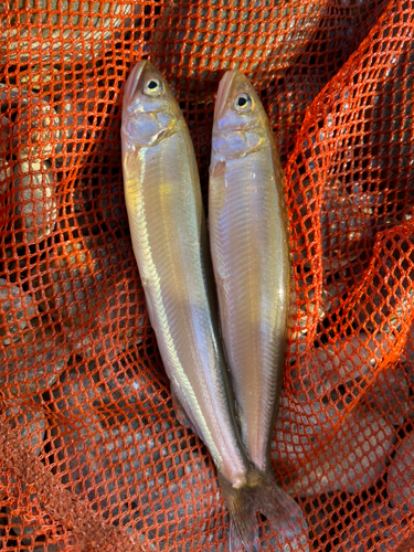 アユの釣果