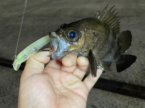 シロメバルの釣果