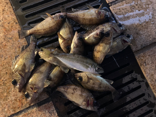 メバルの釣果