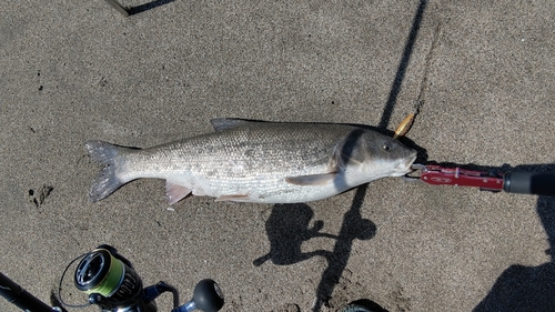 マルタウグイの釣果