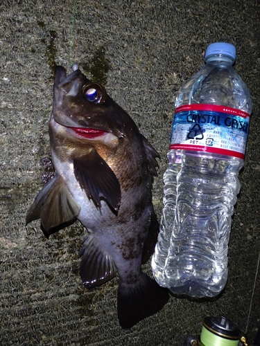 クロメバルの釣果