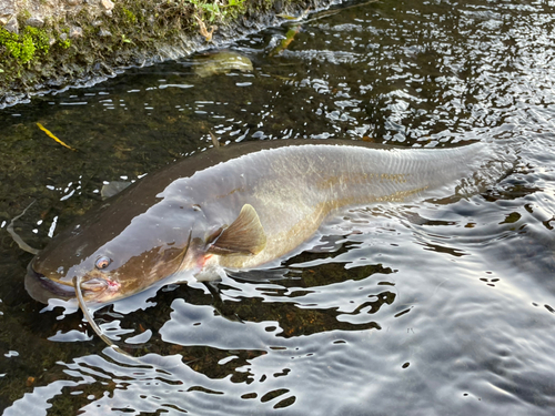 ナマズの釣果