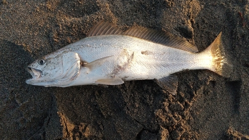 ニベの釣果