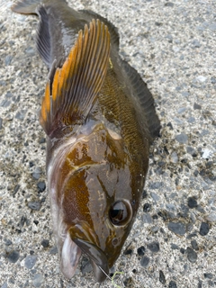 アイナメの釣果