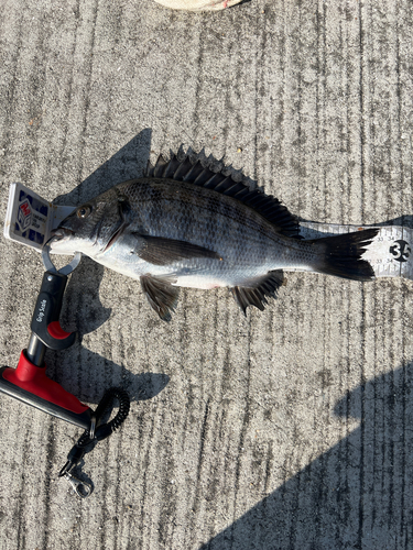 クロダイの釣果