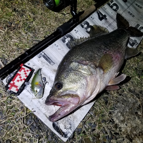 ブラックバスの釣果