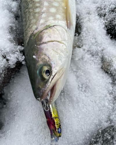 アメマスの釣果