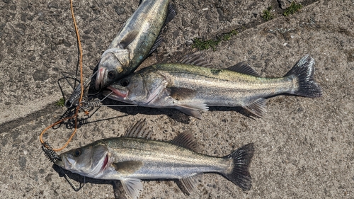 ハネ（マルスズキ）の釣果