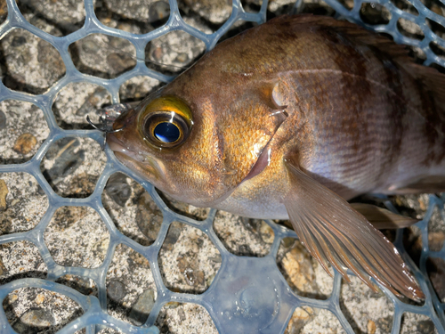 メバルの釣果