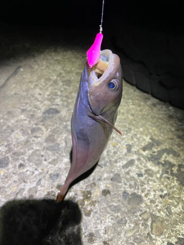 ドンコの釣果