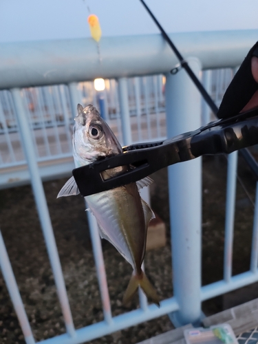 マアジの釣果