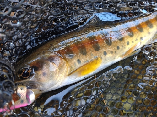 ヤマメの釣果