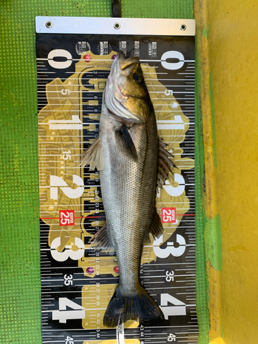 シーバスの釣果