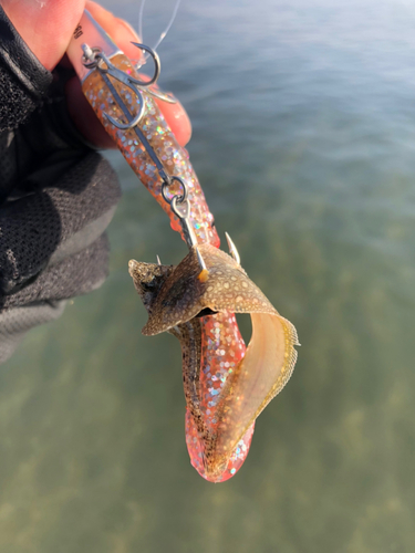 ウシノシタの釣果