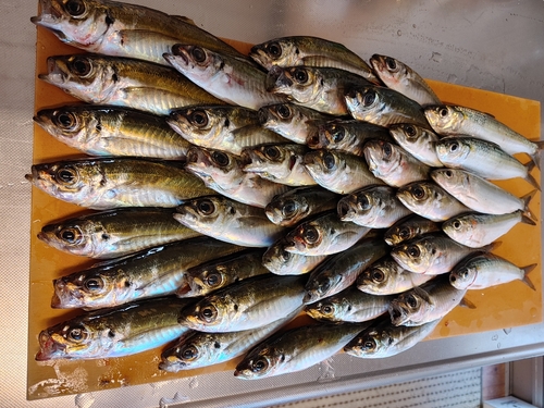 アジの釣果