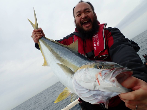 ヒラマサの釣果