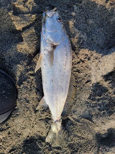 ニベの釣果