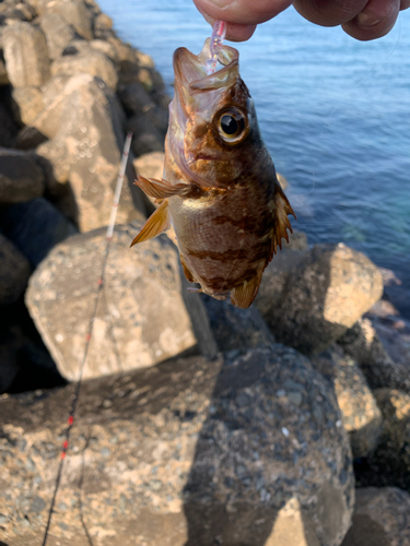 メバルの釣果