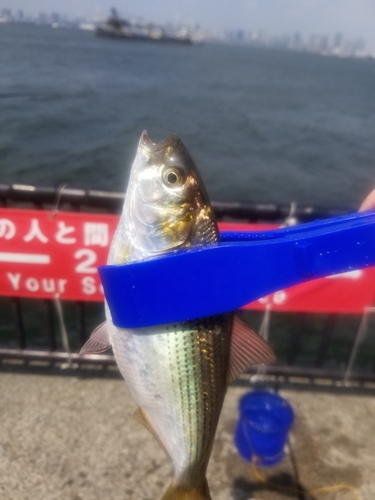 コノシロの釣果