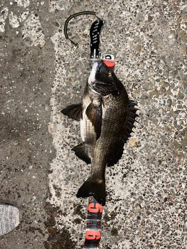 クロダイの釣果