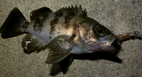 シロメバルの釣果