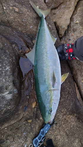 ブリの釣果