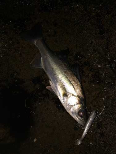 セイゴ（ヒラスズキ）の釣果