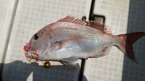 マダイの釣果