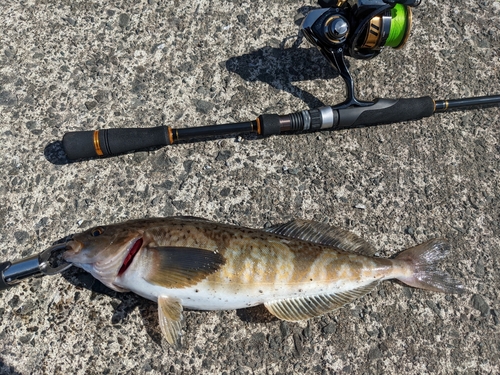 ホッケの釣果