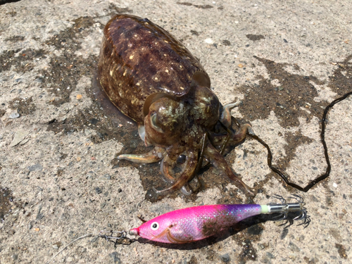 コウイカの釣果