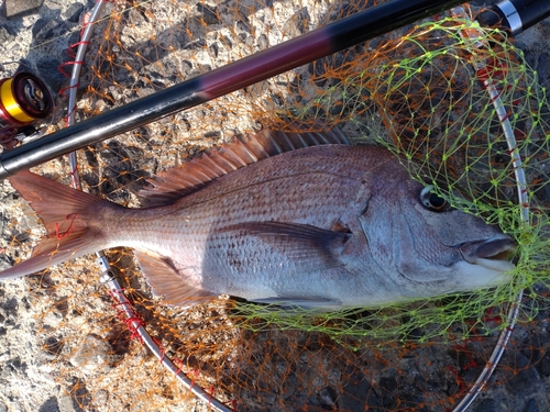 マダイの釣果