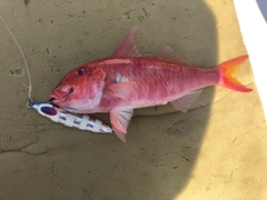 オキナヒメジの釣果