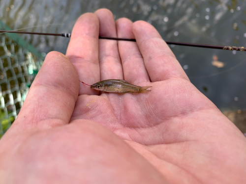 クチボソの釣果