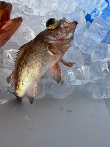 アカメバルの釣果