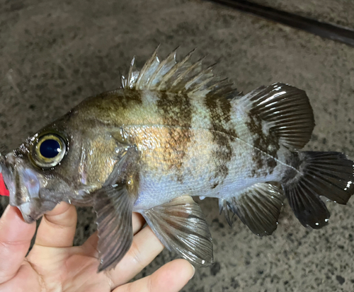 シロメバルの釣果