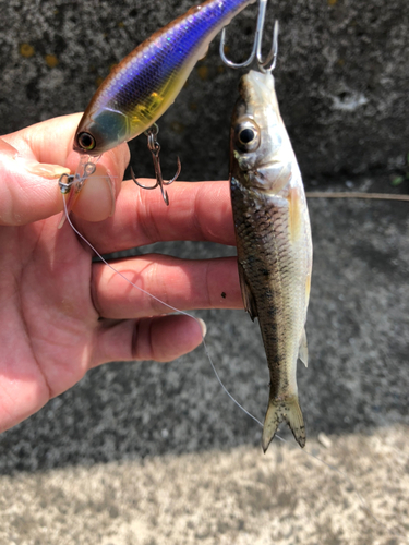 ニゴイの釣果