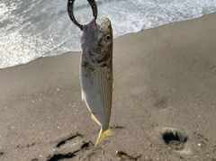 コノシロの釣果