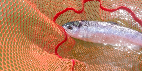 ニジマスの釣果