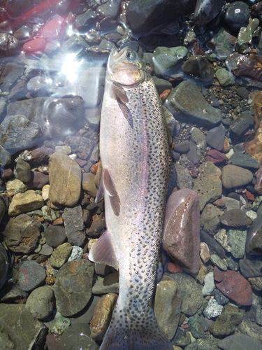 ニジマスの釣果