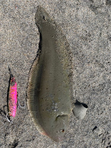 シタビラメの釣果