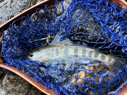 アマゴの釣果